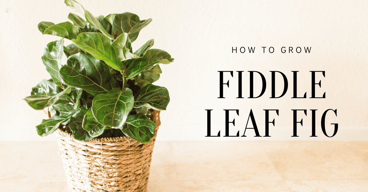 How To Grow Fiddle Leaf Fig My Stay At Home Adventures