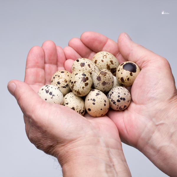 Hands gently holding a small collection of speckled quail eggs.