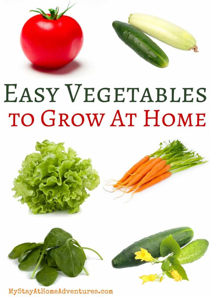 7 Easy Vegetables To Grow At Home * My Stay At Home Adventures