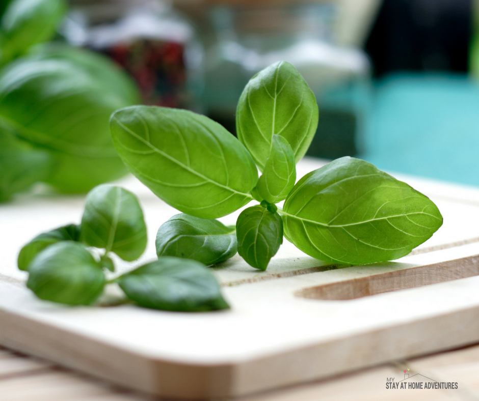 4 Easy-to-Grow Culinary Herbs Ideal for Beginners on {keyword}