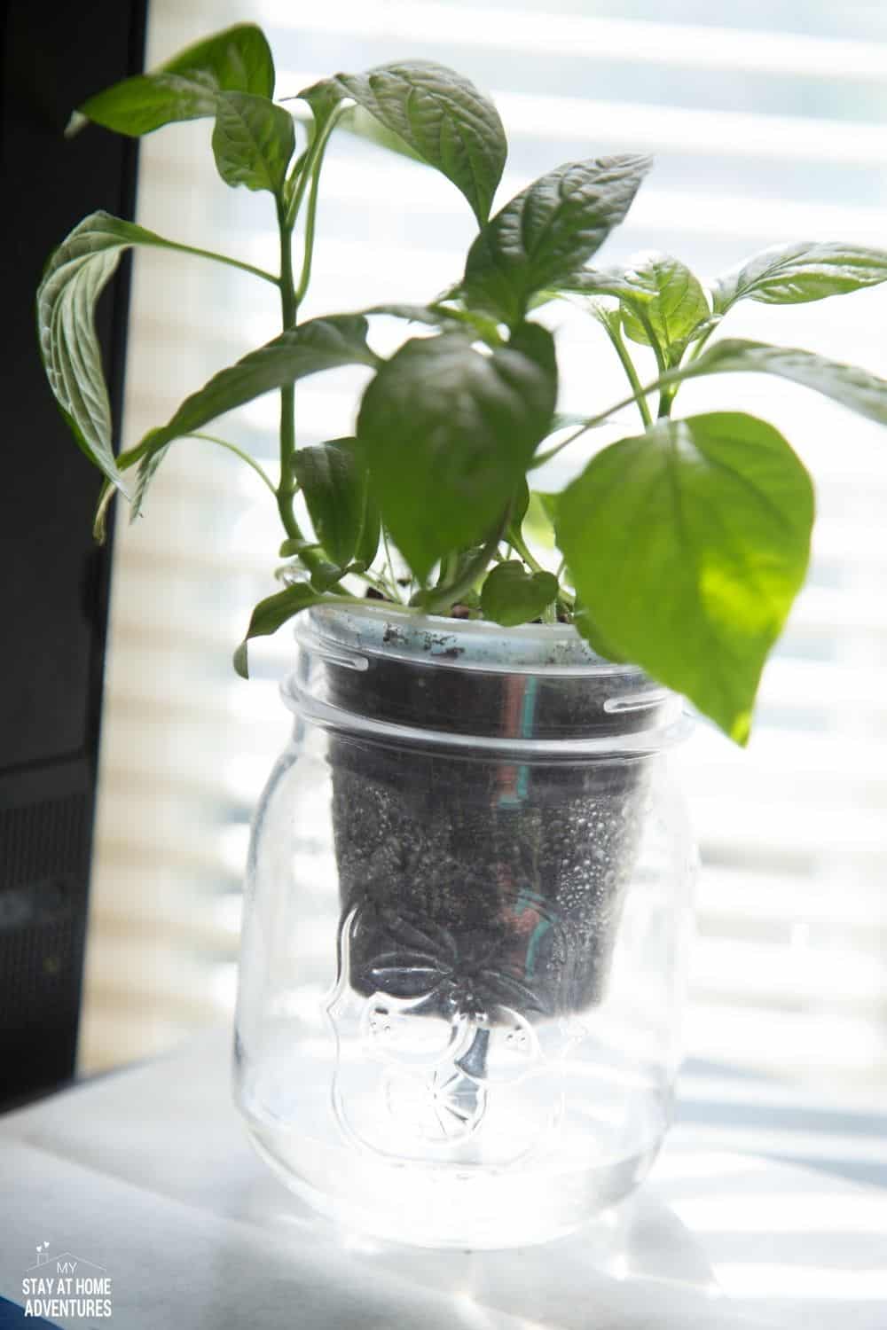 DIY Self-Watering Plastic Bottle Seed Starter Your Kids Are Going To Love!