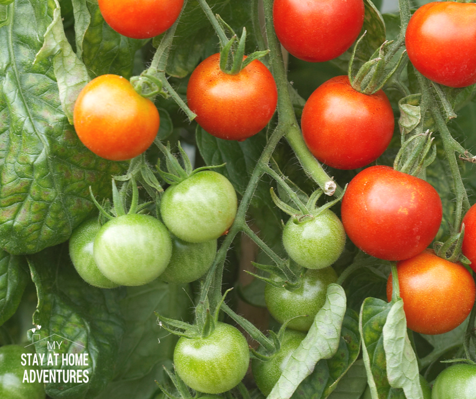 how-to-grow-tomatoes-from-seed-a-beginner-gardener-guide