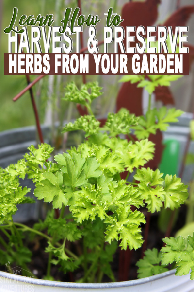 How to Harvest and Preserve Herbs from Your Gardens