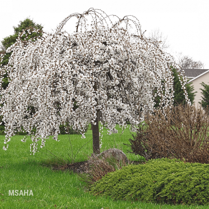 10 Simply Beautiful Front Yard Landscaping Ideas to Wow Your Neighbors