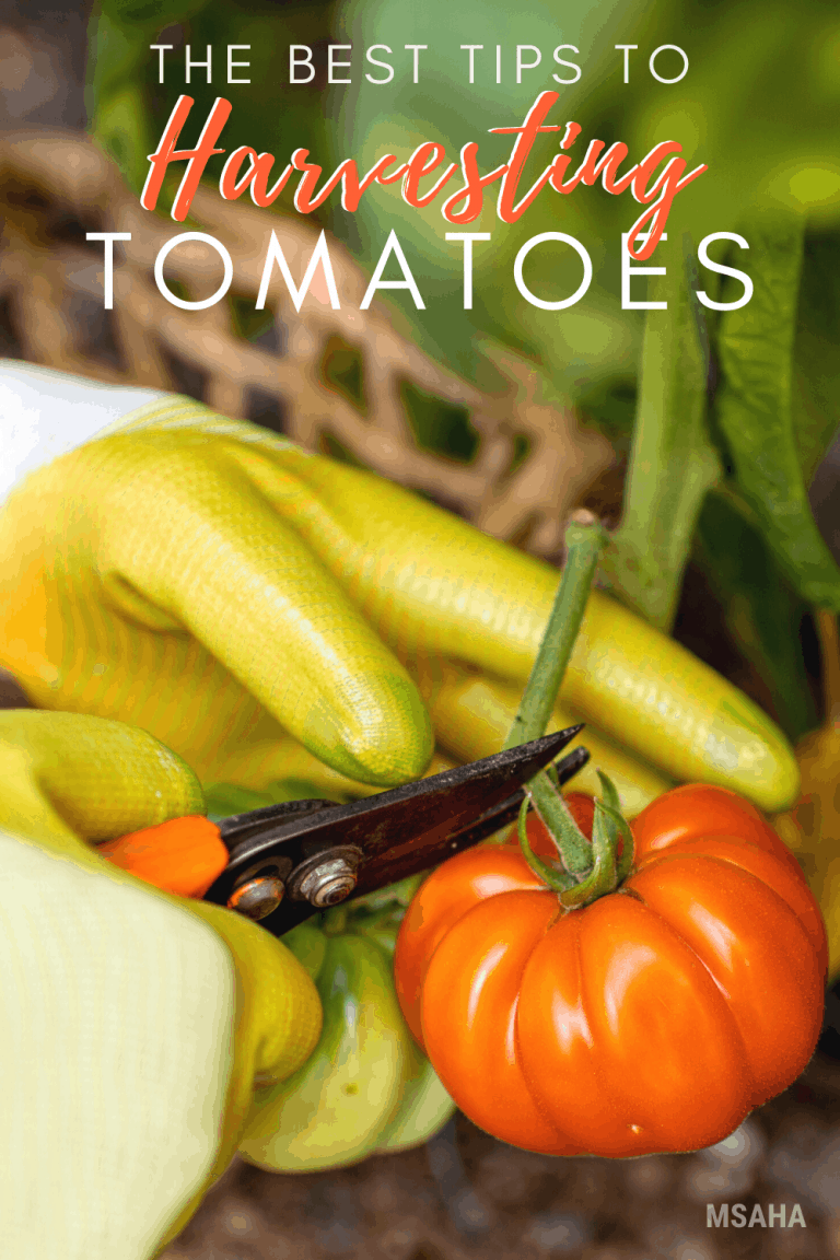 how-to-harvest-tomatoes-when-they-are-ready-and-when-not-to