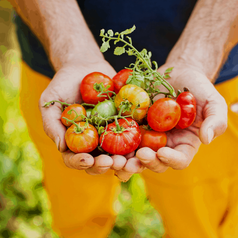 How to Harvest Tomatoes When They Are Ready (And When Not To)