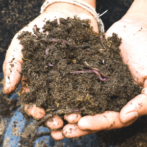 Top 5 Vegetables to Grow In Containers For Beginners