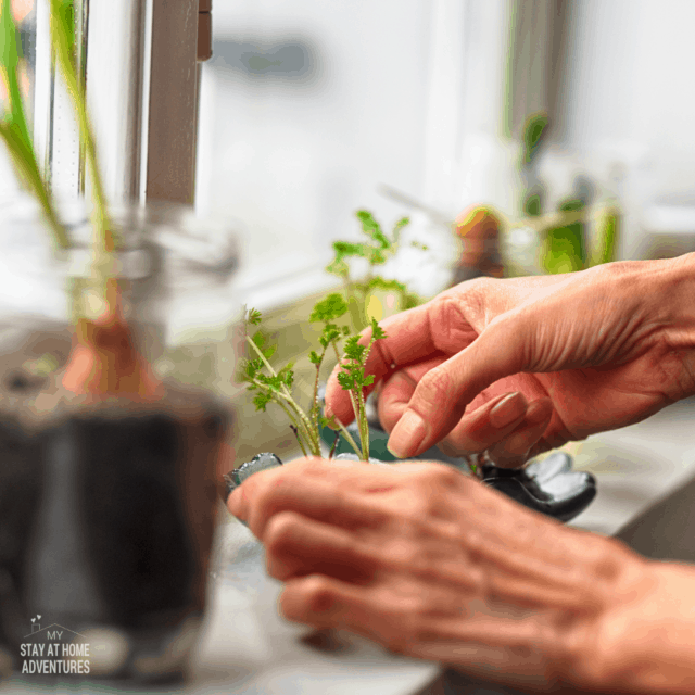 6 Indoor Gardening Mistakes Beginners Should Avoid