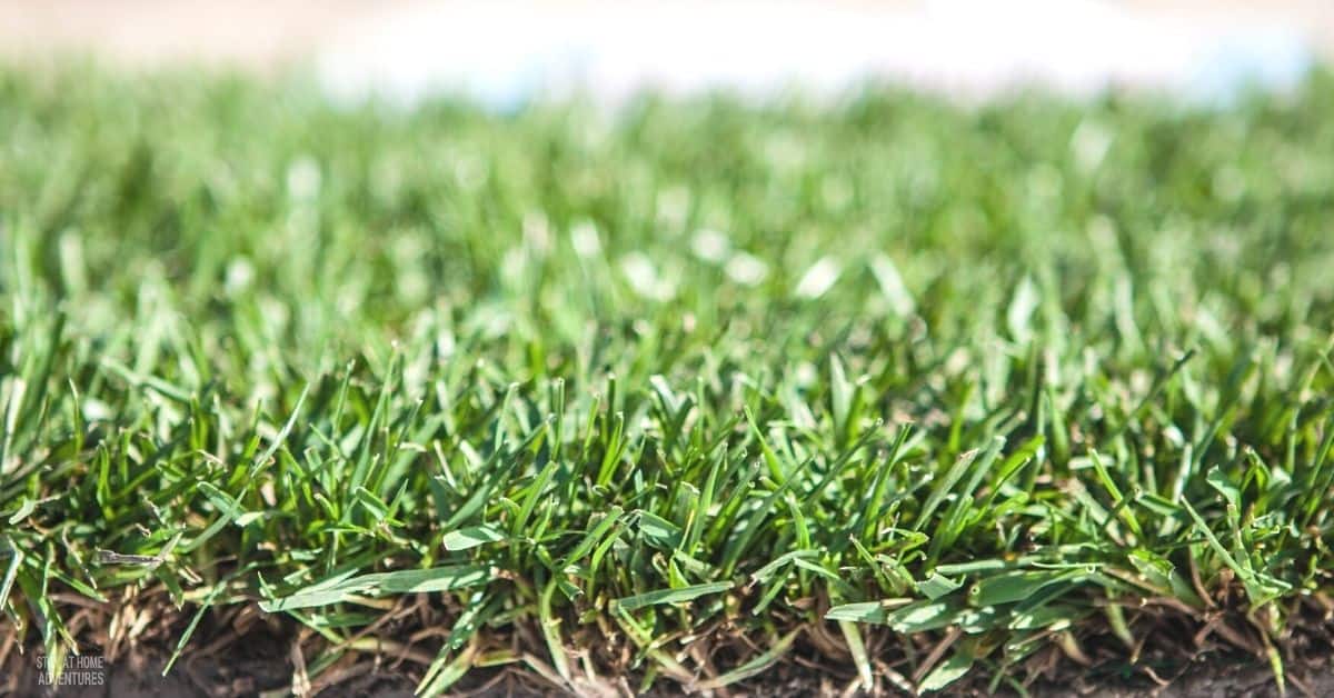 How to Care for New Sod: A Beginner's Guide