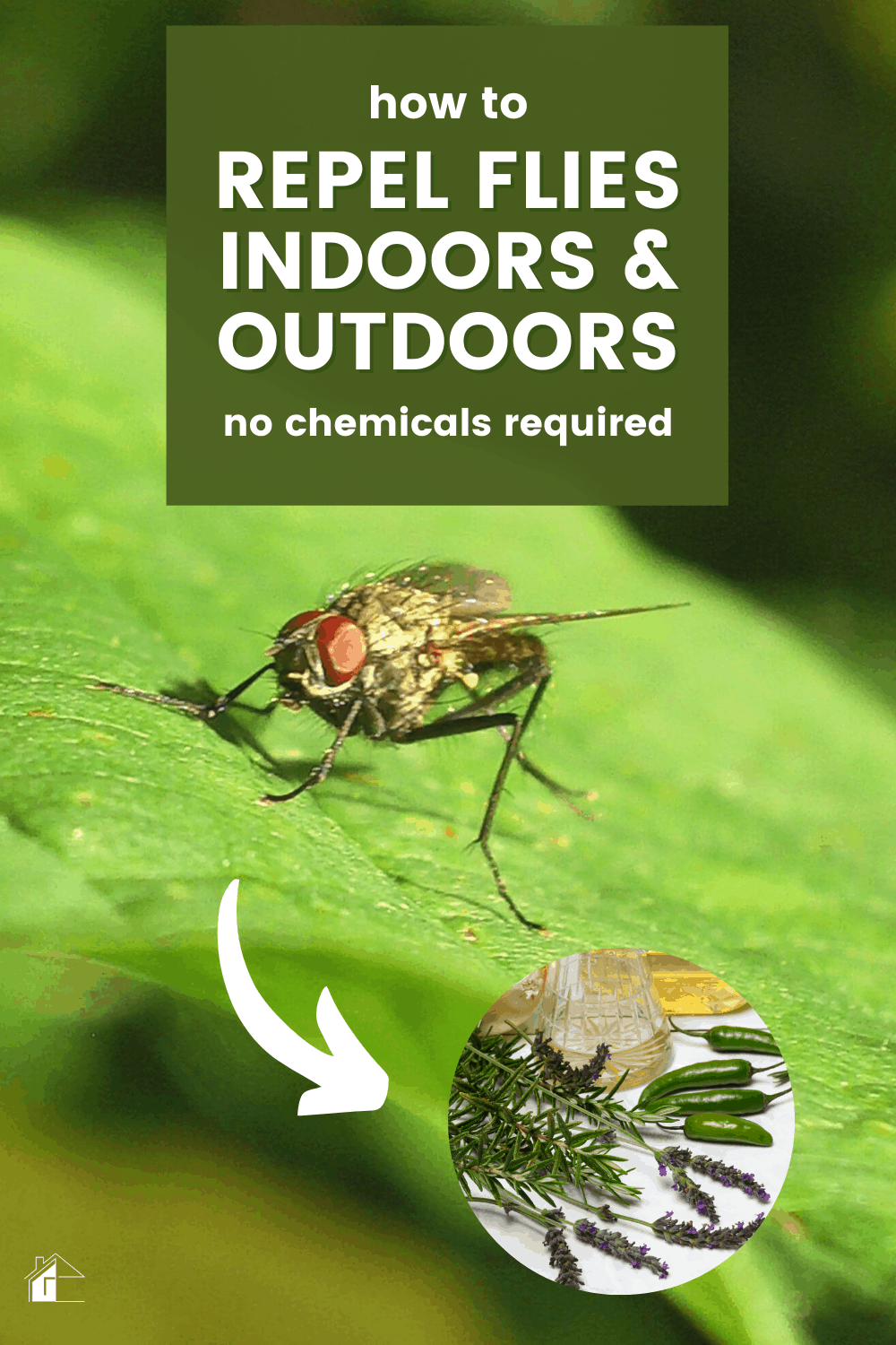 flies-attack-how-to-repel-them-naturally-indoors-outdoors-tips