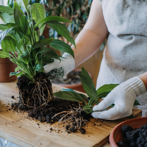 What is the Best Soil for Indoor Plants?