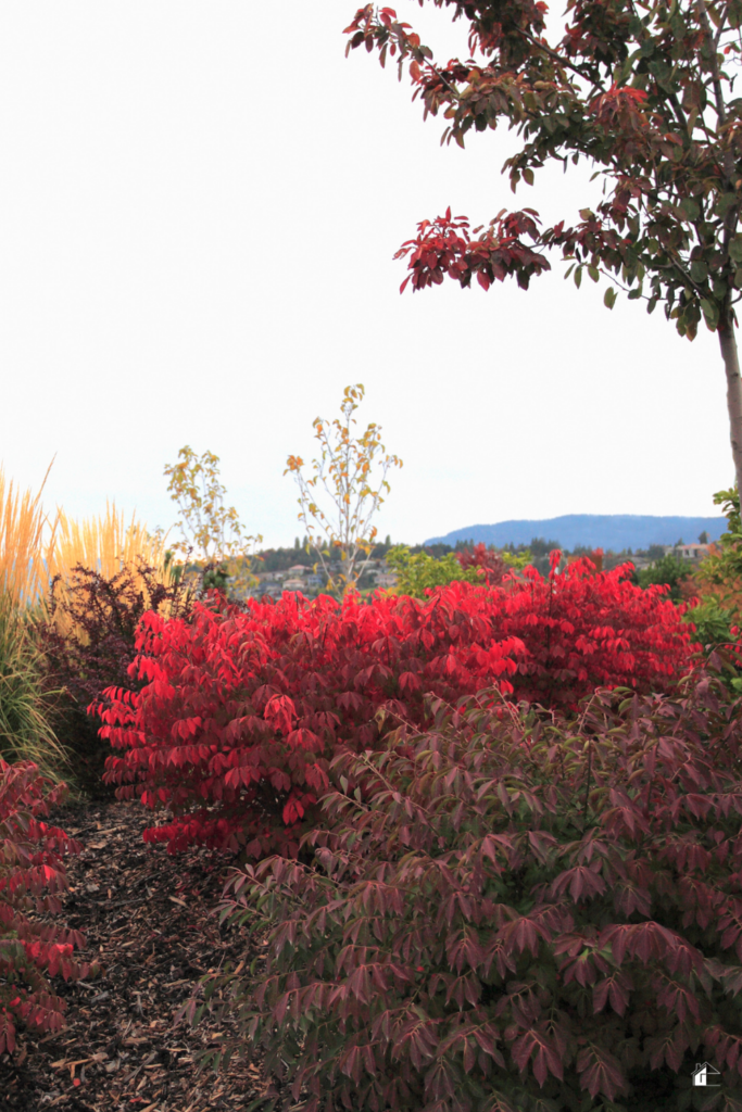 A fall landscape featuring vibrant red and purple foliage from burning bushes and other autumn shrubs, complemented by ornamental grasses, showcasing beautiful fall landscaping ideas for enhancing curb appeal.