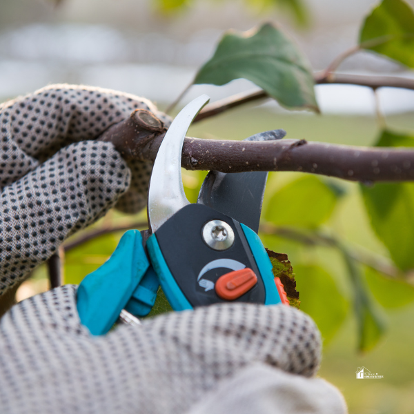 Close-up of gloved hands using pruning shears to trim a branch, illustrating essential autumn plant care for garden revitalization.