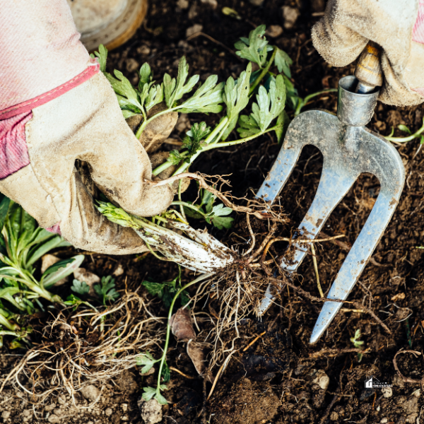 Gloved hands using a garden fork to dig up and transplant a plant, highlighting essential autumn plant care for garden revitalization.