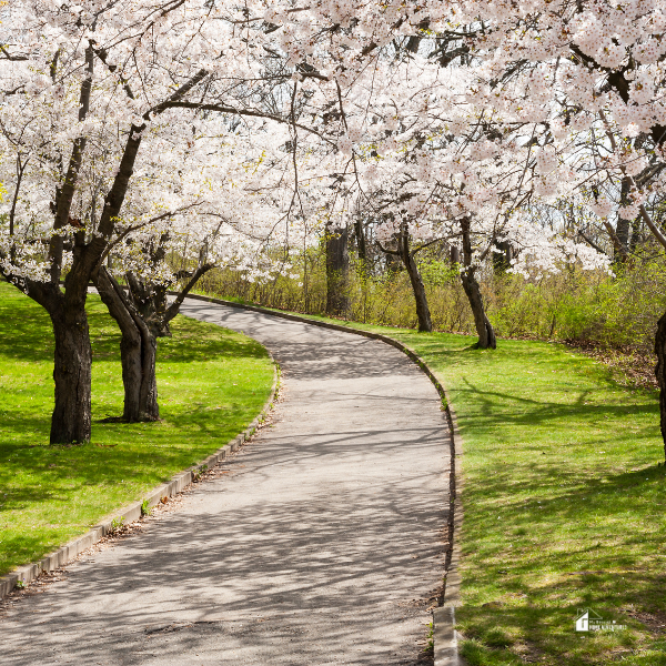 A winding paved pathway lined with lush green grass curves through a park, bordered by blossoming cherry trees with delicate pink and white flowers.