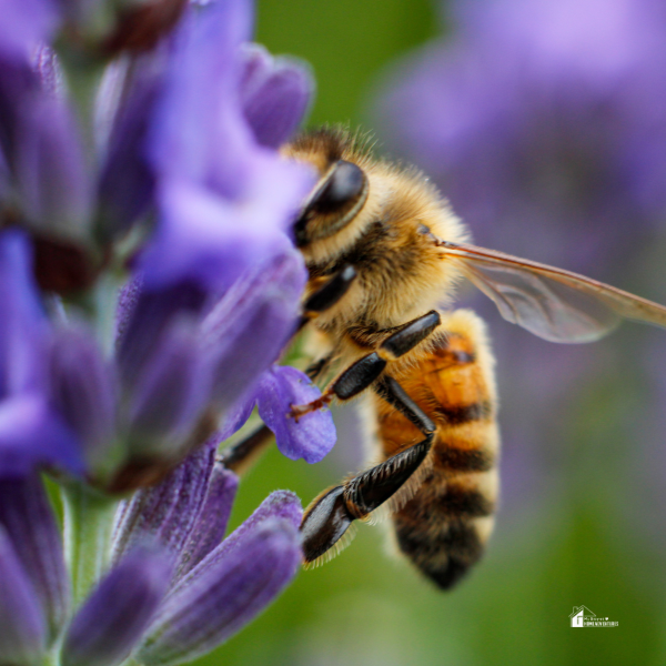  A close-up of a honeybee collecting nectar from vibrant purple lavender flowers, highlighting the importance of bees in pollination and sustainable gardening.