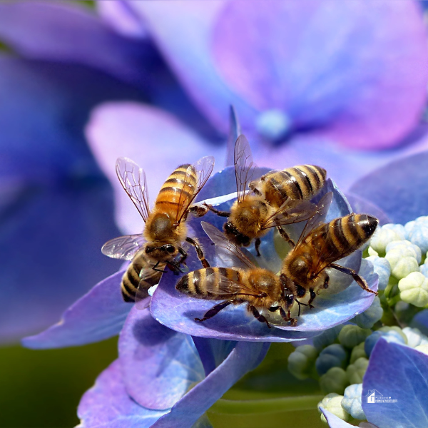 Three honeybees gather on a blooming hydrangea flower, illustrating the role of bees in supporting biodiversity through pollination in bee-friendly gardens.