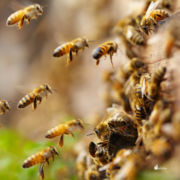 A swarm of bees flying in and out of a hive, showcasing the activity of a healthy bee colony essential for a thriving and sustainable ecosystem.