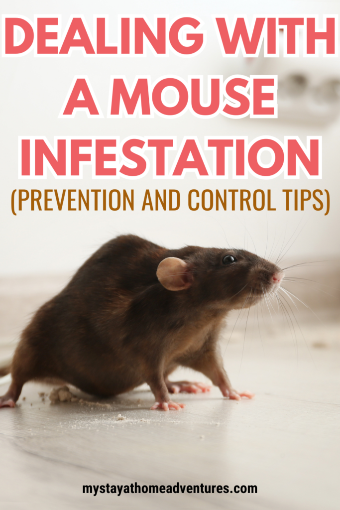 A close-up of a mouse on a dusty floor, illustrating the challenges of dealing with a mouse infestation and the importance of prevention and control methods.