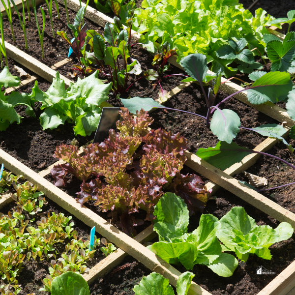 vegetable garden