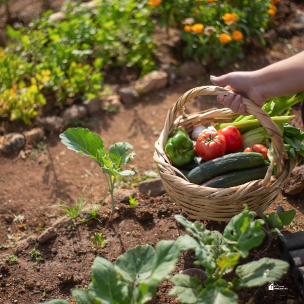 vegetable garden in fall