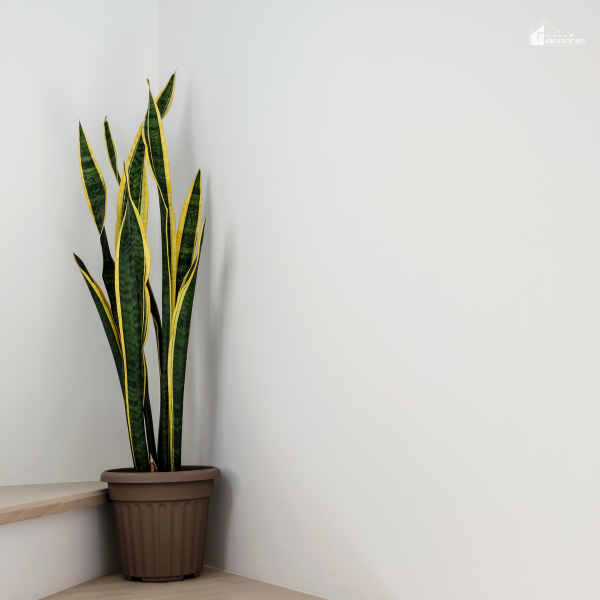 Minimalist corner with a tall snake plant, adding a touch of greenery for easy and budget-friendly home improvement.