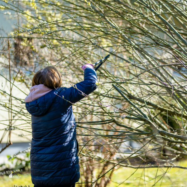 a lady pruning shrub