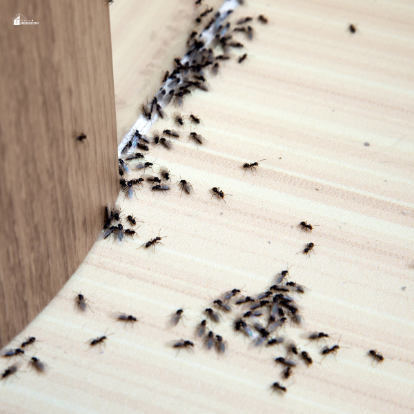 A group of ants forming a trail along a wooden surface, emphasizing the need for seasonal pest prevention tips to keep homes pest-free.