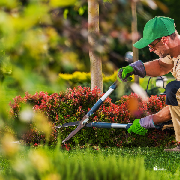 A landscaper using shears to prune vibrant hedges, emphasizing the meticulous care provided by a landscape design service.