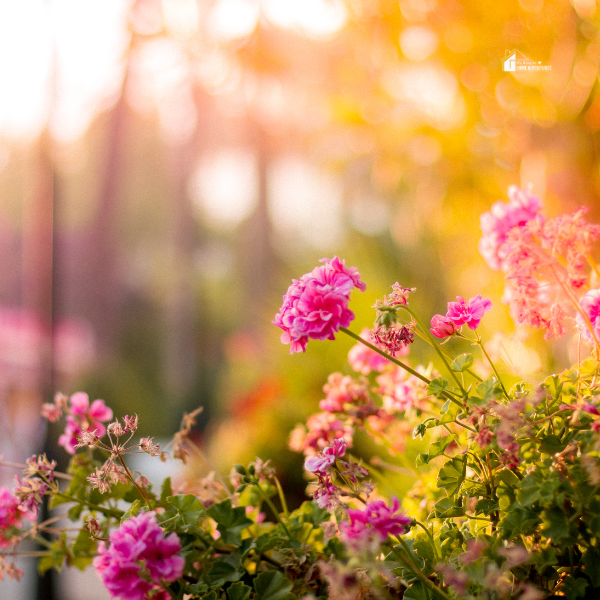 Bright pink flowers blooming under a warm sunset glow, emphasizing the beauty of incorporating hardy, low-maintenance plants into a garden.