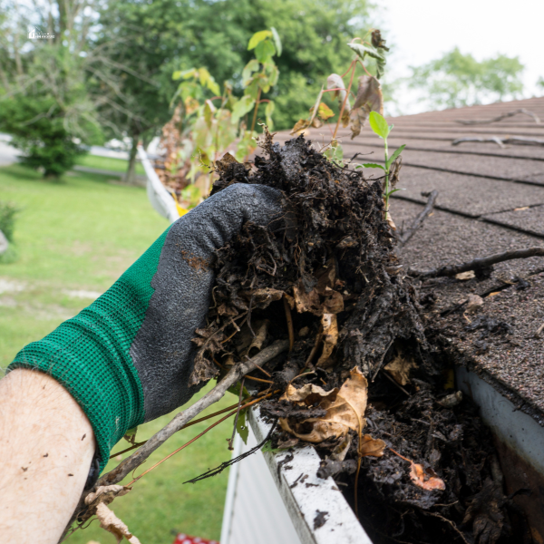 A gloved hand pulls out a large clump of wet leaves, dirt, and debris from a clogged roof gutter.