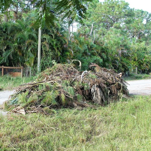 A heap of dried palm fronds and yard waste left by the roadside near a lush, tropical area.