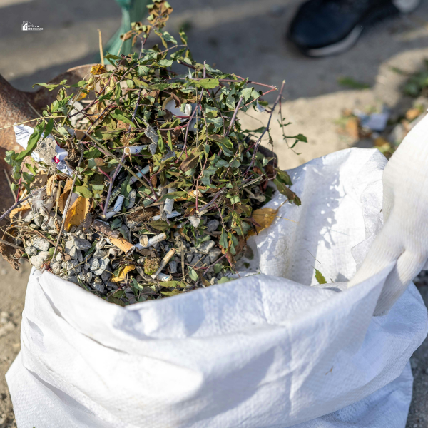 A white sack filled with a mix of twigs, leaves, and small debris being collected for disposal or composting.