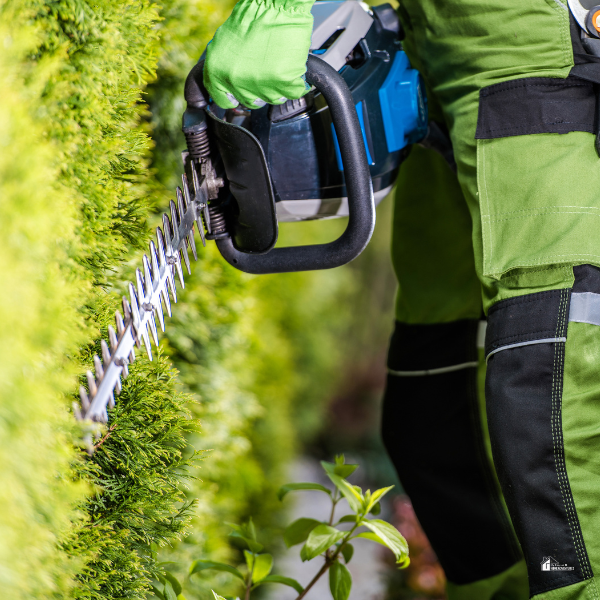 A person in green workwear using a hedge trimmer to trim a dense green hedge.