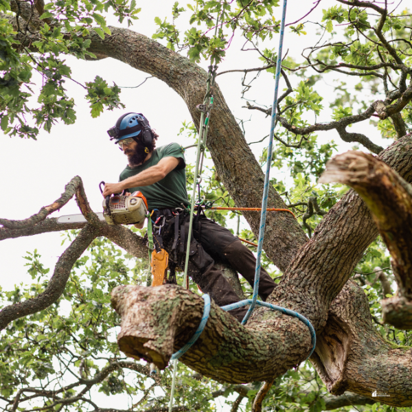 A professional arborist using a chainsaw to cut branches while secured in a tree with ropes and safety gear.