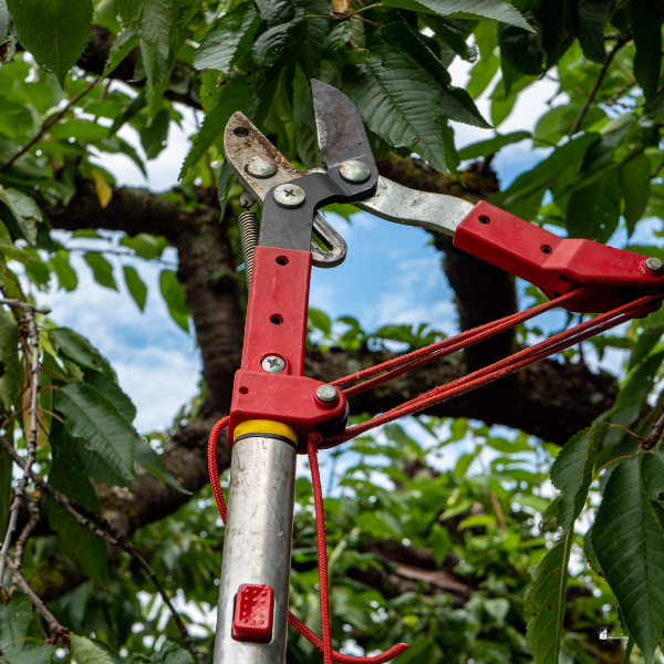 A telescopic pruning tool with red handles being used to cut high branches surrounded by green leaves.