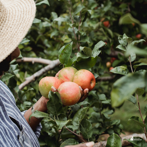 A person wearing a straw hat and striped shirt harvesting ripe apples from a tree in a lush orchard, demonstrating an easy fruit to grow.