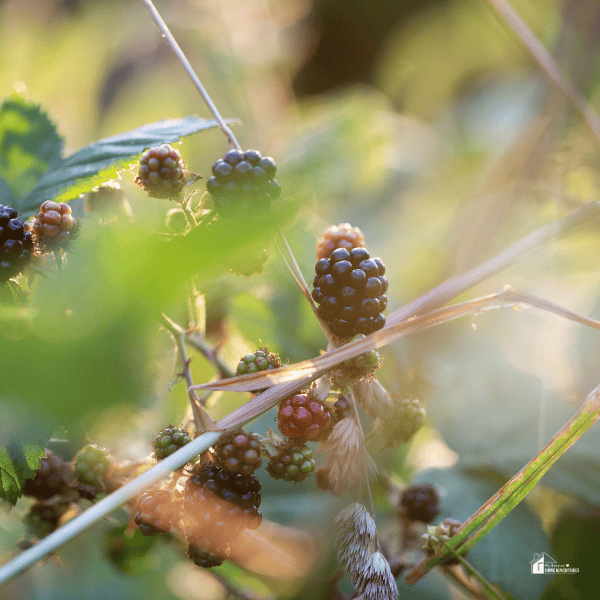 A sunlit blackberry bush with ripe and unripe berries among green leaves, showcasing a low-maintenance fruit perfect for beginner gardeners.