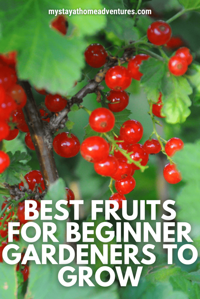 A close-up of bright red currants hanging from a branch, surrounded by green leaves, showing a great option for beginner gardeners.