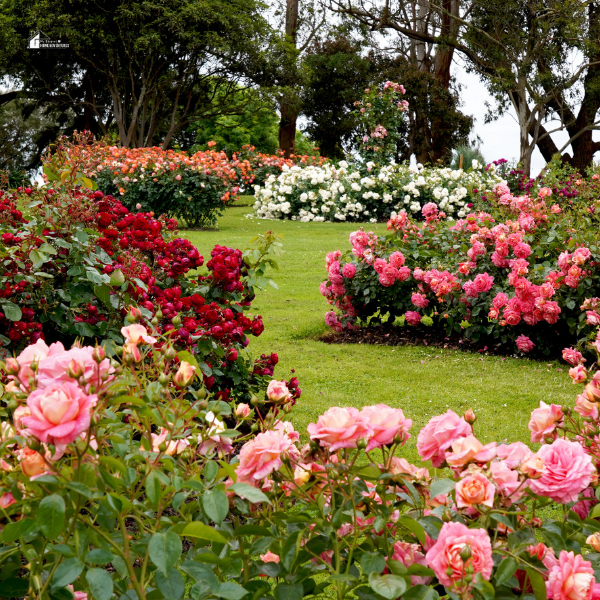 A beautifully landscaped garden featuring vibrant rose bushes in shades of pink, red, and white, surrounded by lush green grass and tall trees.