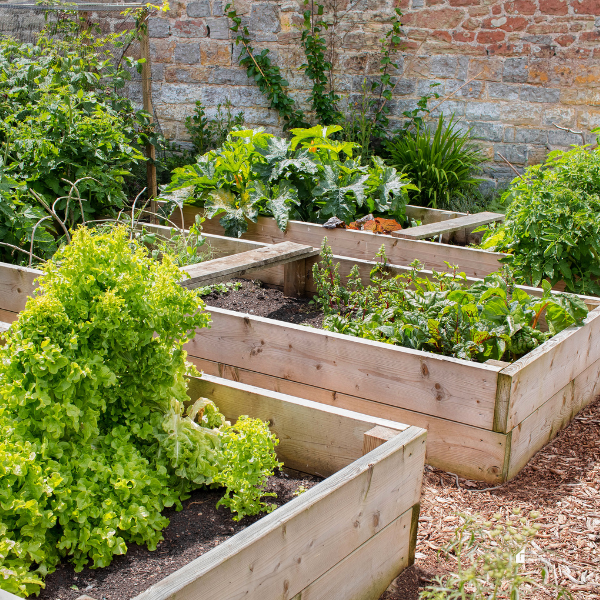 A lush backyard garden with multiple raised wooden garden beds filled with fresh green vegetables and plants.