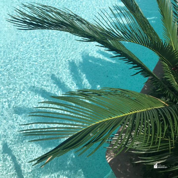 A tropical palm tree extends over a bright blue swimming pool, casting shadows on the water's surface.